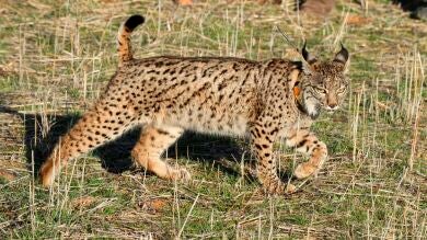 Dos linces ibéricos llegan a la zona de reintroducción de Sierra Morena Oriental