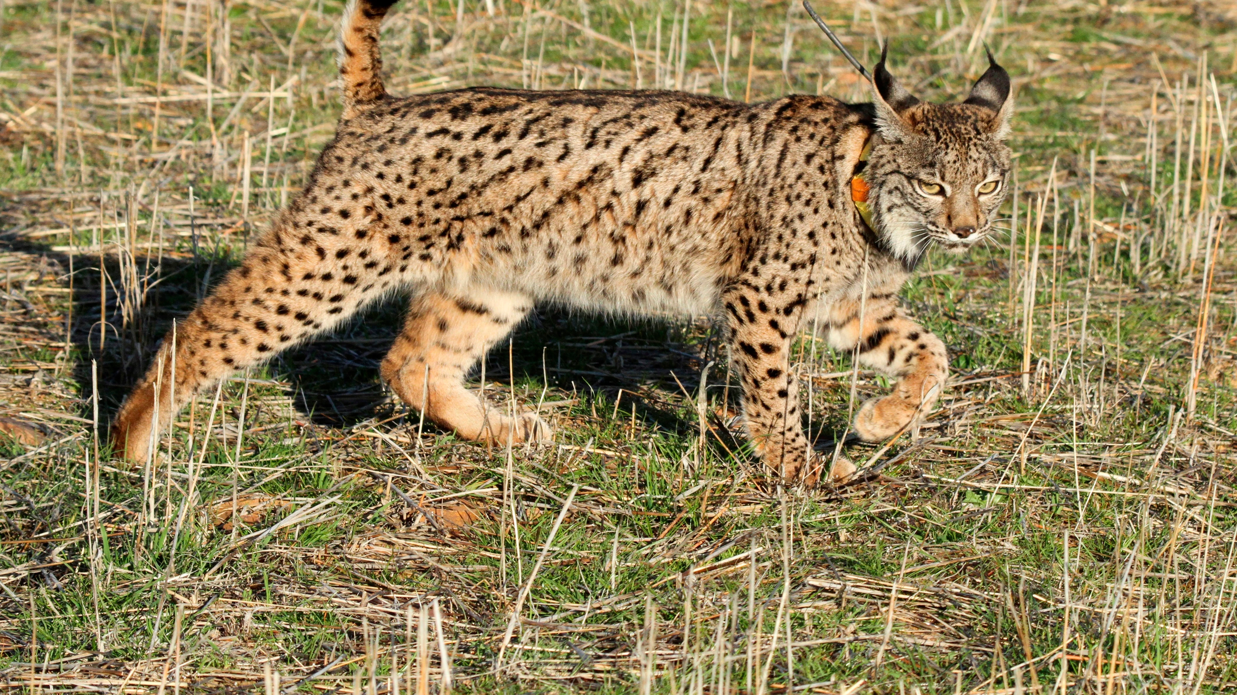 Dos nuevos linces liberados en Castilla-La Mancha