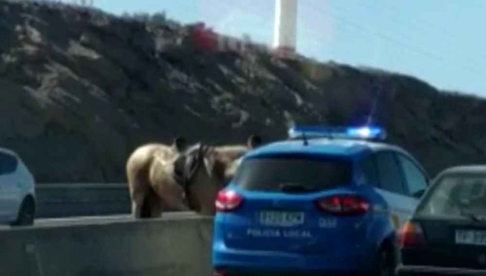  El momento en que un caballo invade la carretera TF-1 de Tenerife y siembra el caos