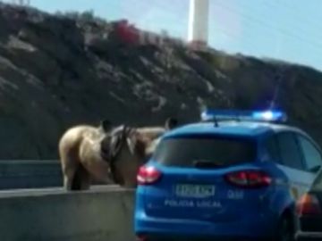  El momento en que un caballo invade la carretera TF-1 de Tenerife y siembra el caos