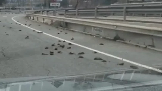 Aparecen cientos de pájaros muertos cerca de la petroquímica de Tarragona Aparecen cientos de pájaros muertos cerca de la petroquímica de Tarragona