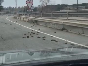 Aparecen cientos de pájaros muertos cerca de la petroquímica de Tarragona