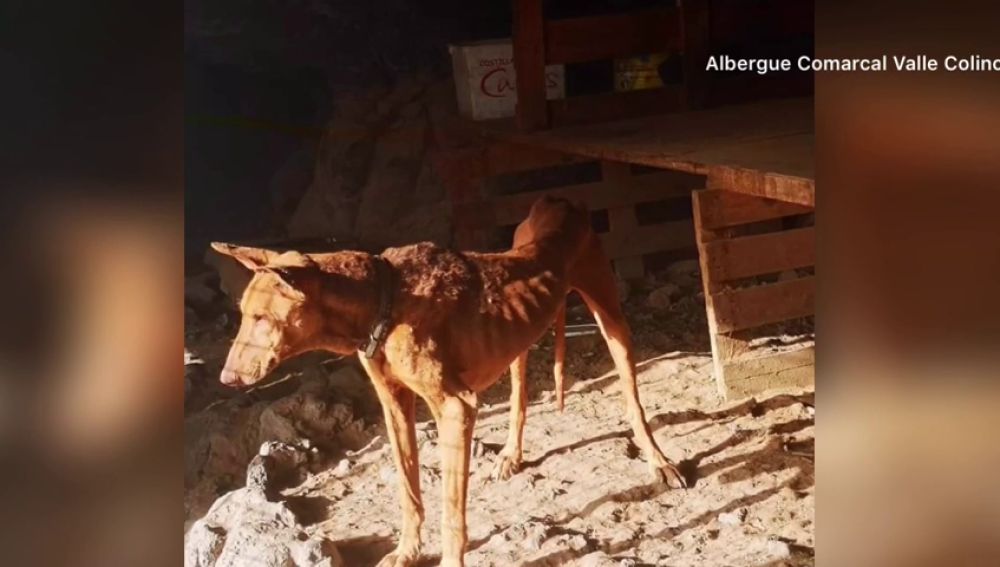 El infierno de cinco perros en Tenerifes: desnutridos, llenos de garrapatas y sin comida ni bebida