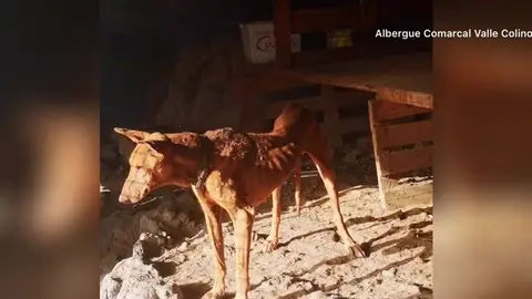El infierno de cinco perros en Tenerifes: desnutridos, llenos de garrapatas y sin comida ni bebida El infierno de cinco perros en Tenerifes: desnutridos, llenos de garrapatas y sin comida ni bebida