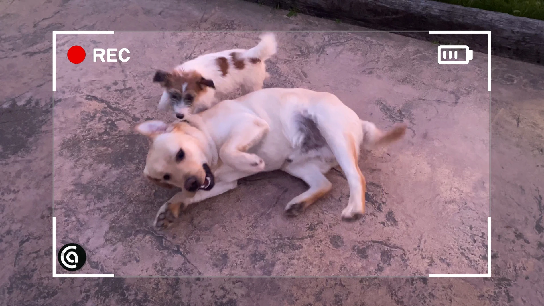 El tierno vídeo de los perritos de Karlos Arguiñano