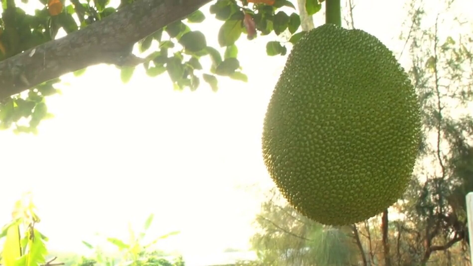 Jackfruit: la fruta m&aacute;s grande del mundo
