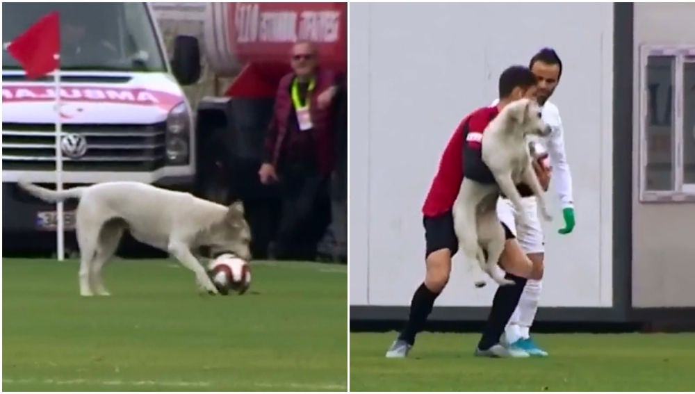 Un perro interrumpe un partido de la segunda división turca