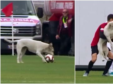 Un perro interrumpe un partido de la segunda división turca