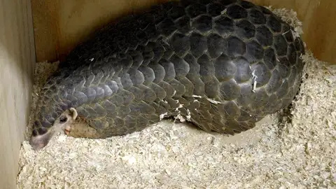 Un pangolín Un pangolín