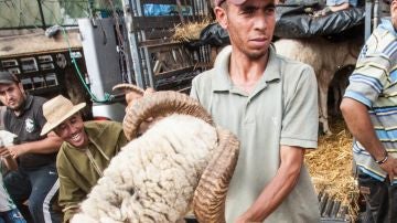 Sacrificio de un carnero en Marruecos