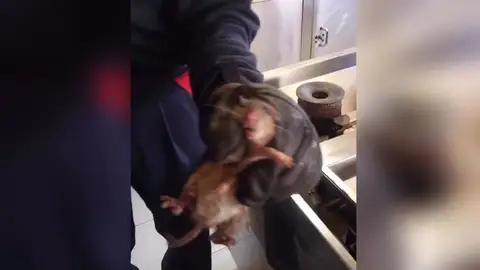 Denuncian la presencia de ratas y cucarachas en el parque de Bomberos de Collado de Villalba Denuncian la presencia de ratas y cucarachas en el parque de Bomberos de Collado de Villalba