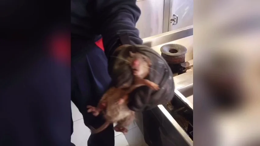 Denuncian la presencia de ratas y cucarachas en el parque de Bomberos de Collado de Villalba