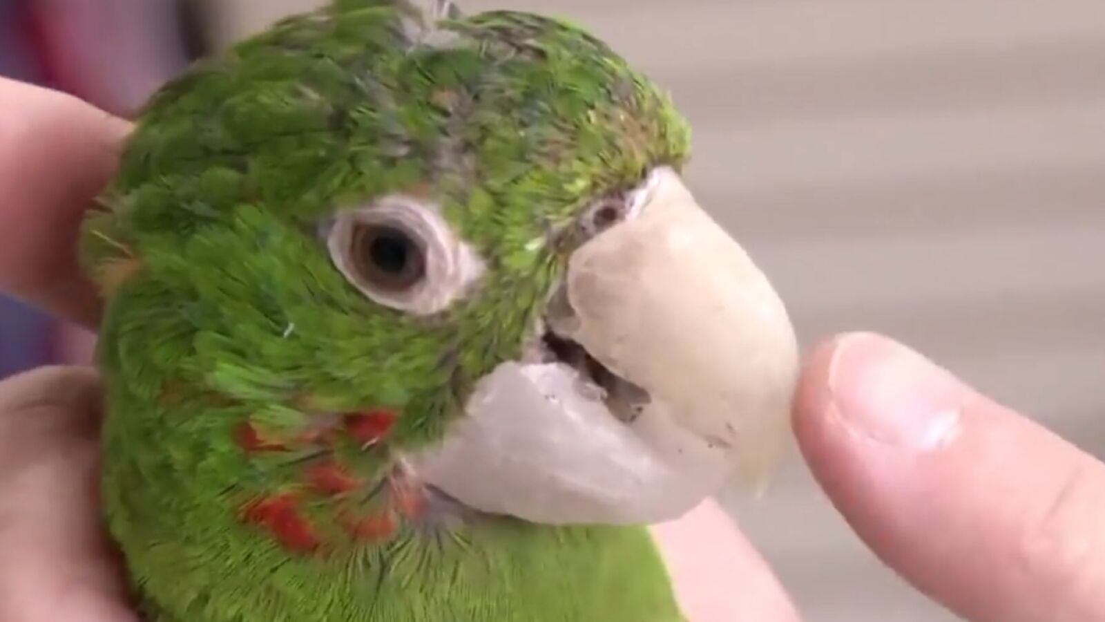 Una veterinaria brasileña da una 'segunda vida' a pájaros lesionados con prótesis de picos y patas