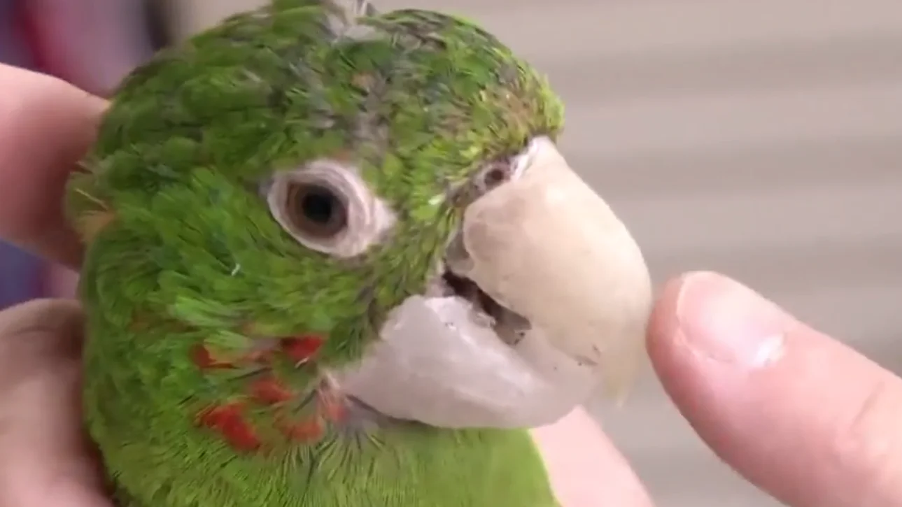 Loro