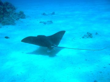 Mantarraya (archivo) Mantarraya (archivo)