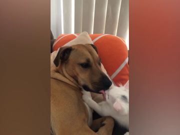La compenetración entre el perro rescatado Ollie y un gato La compenetración entre el perro rescatado Ollie y un gato