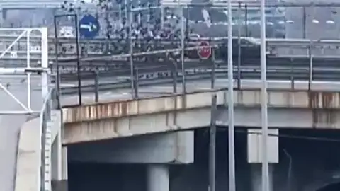 Los 150 estorninos que aparecieron muertos en Tarragona fueron atropellados Los 150 estorninos que aparecieron muertos en Tarragona fueron atropellados