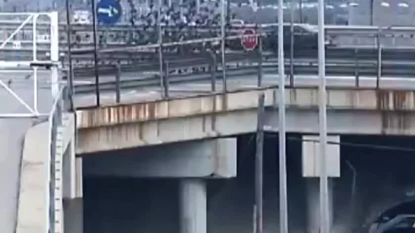 Los 150 estorninos que aparecieron muertos en Tarragona fueron atropellados