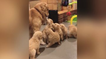 Perro enterrado en cachorros Perro enterrado en cachorros