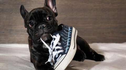 Perro mordiendo zapatilla
