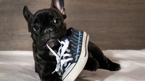 Perro mordiendo zapatilla Perro mordiendo zapatilla