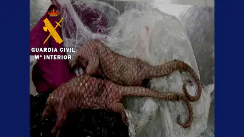 Hallan dos pangolines muertos en una maleta Hallan dos pangolines muertos en una maleta