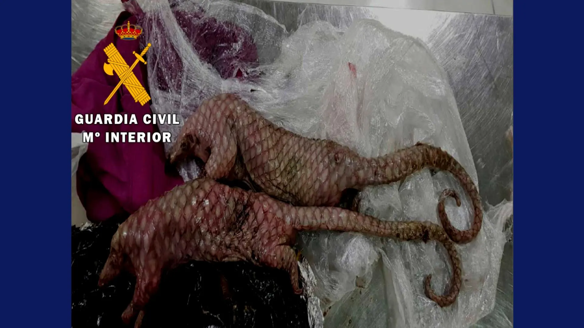 Hallan dos pangolines muertos en una maleta