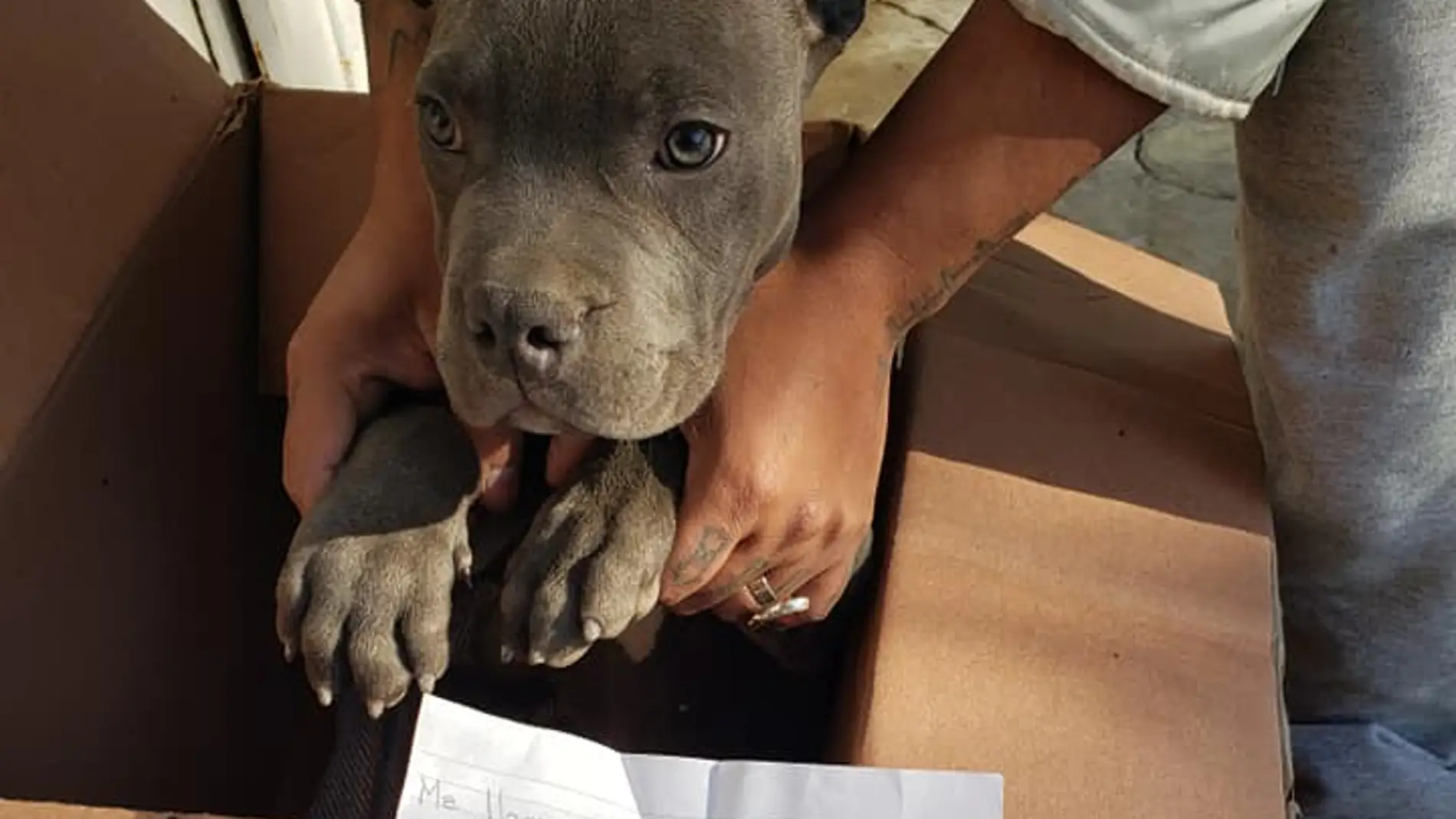 Perro abandonado junto a una carta Perro abandonado junto a una carta