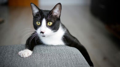 Cómo evitar que el gato arañe el sofá