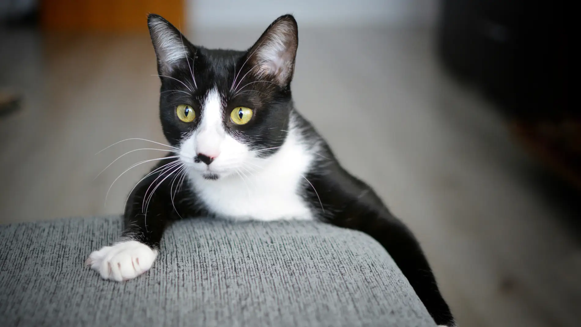Cómo evitar que tu gato arañe el sofá y otros muebles