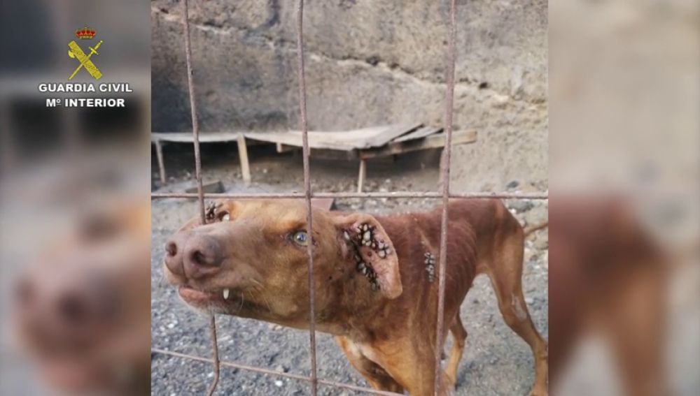 Rescatan a cinco perros moribundos de una cueva de Tabaiba (Tenerife)
