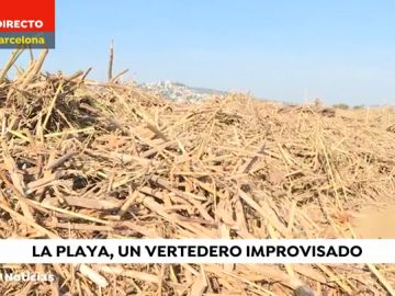 Los estragos de 'Gloria': en la playa de Santa Susana se acumulan toneladas de ramas, cañas y troncos de grandes dimensiones