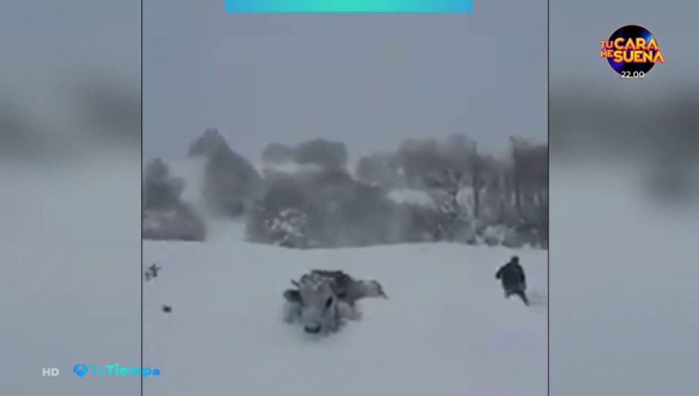 Curiosas imágenes de una gran nevada en Turquía que dificultaba el paso a unas vacas