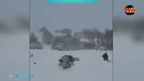 Curiosas imágenes de una gran nevada en Turquía que dificultaba el paso a unas vacas Curiosas imágenes de una gran nevada en Turquía que dificultaba el paso a unas vacas
