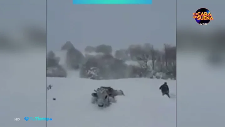 Curiosas im&aacute;genes de una gran nevada en Turqu&iacute;a que dificultaba el paso a unas vacas