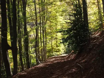 Bosque Bosque