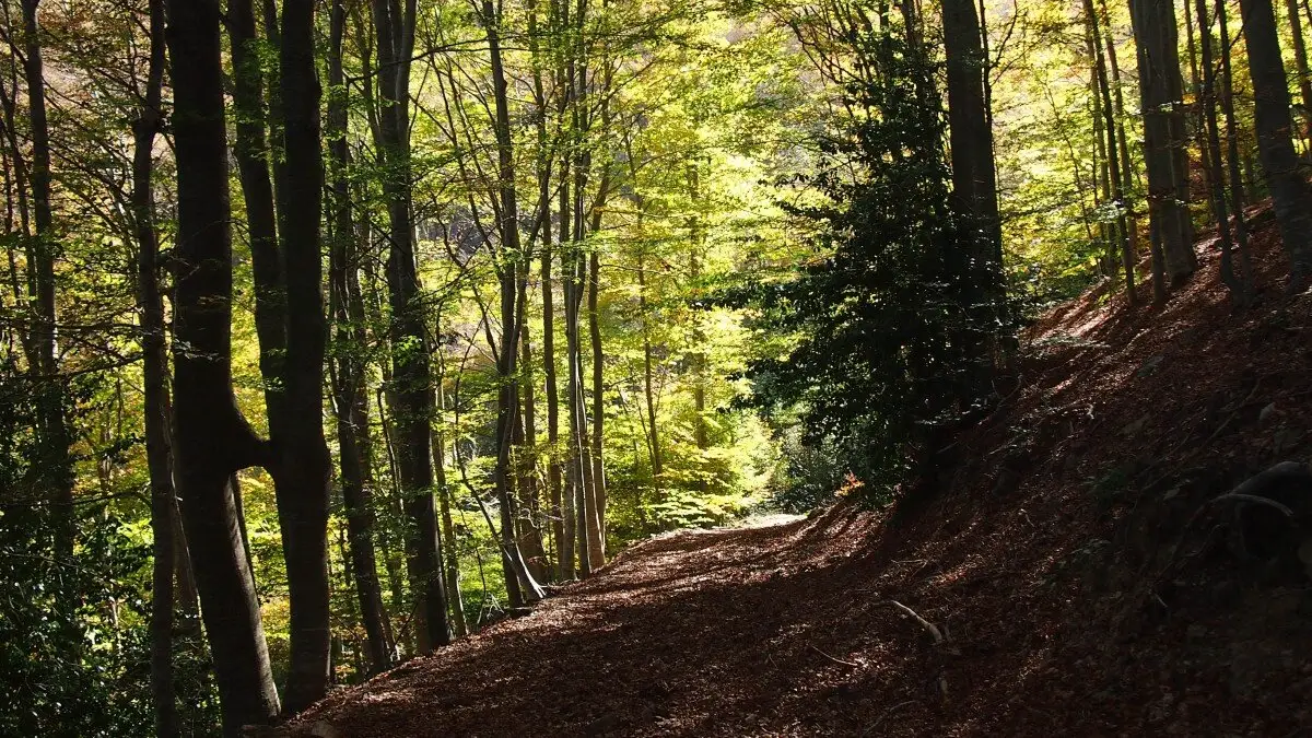Bosque