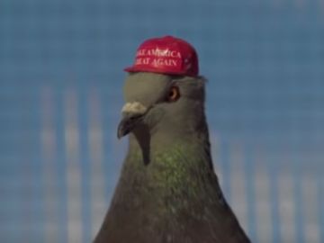 Paloma con la gorra de Trump
