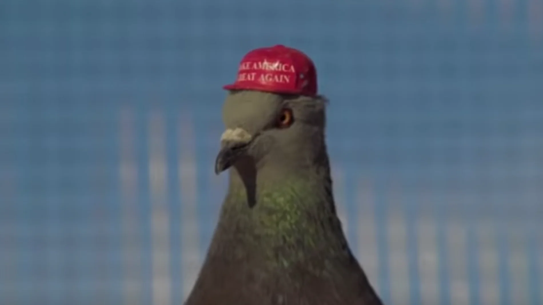 Paloma con la gorra de Trump Paloma con la gorra de Trump