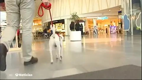 NUEVA PERRO NUEVA PERRO