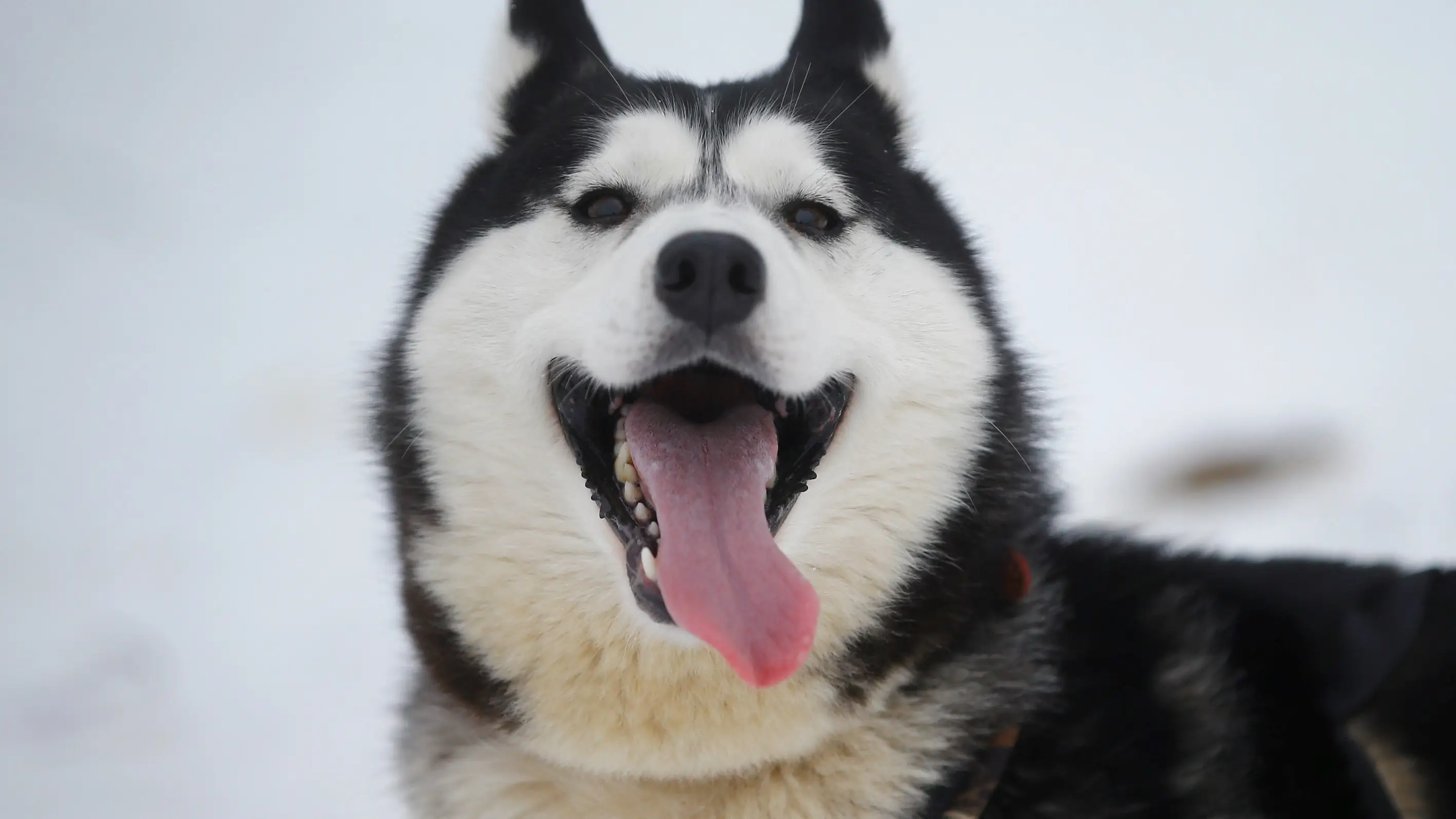 Husky siberiano Husky siberiano