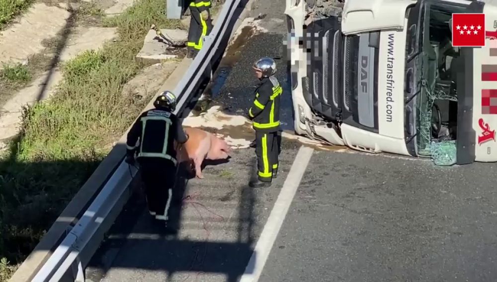 Un camión lleno de cerdos choca contra un guardarraíl de la A-6 y provoca cinco kilómetros de retención en Madrid