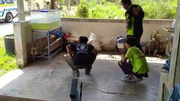 Rescatando a una serpiente Rescatando a una serpiente