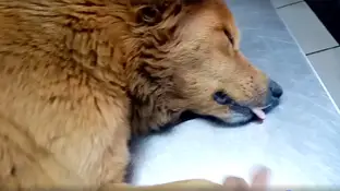 La perra en el veterinario La perra en el veterinario