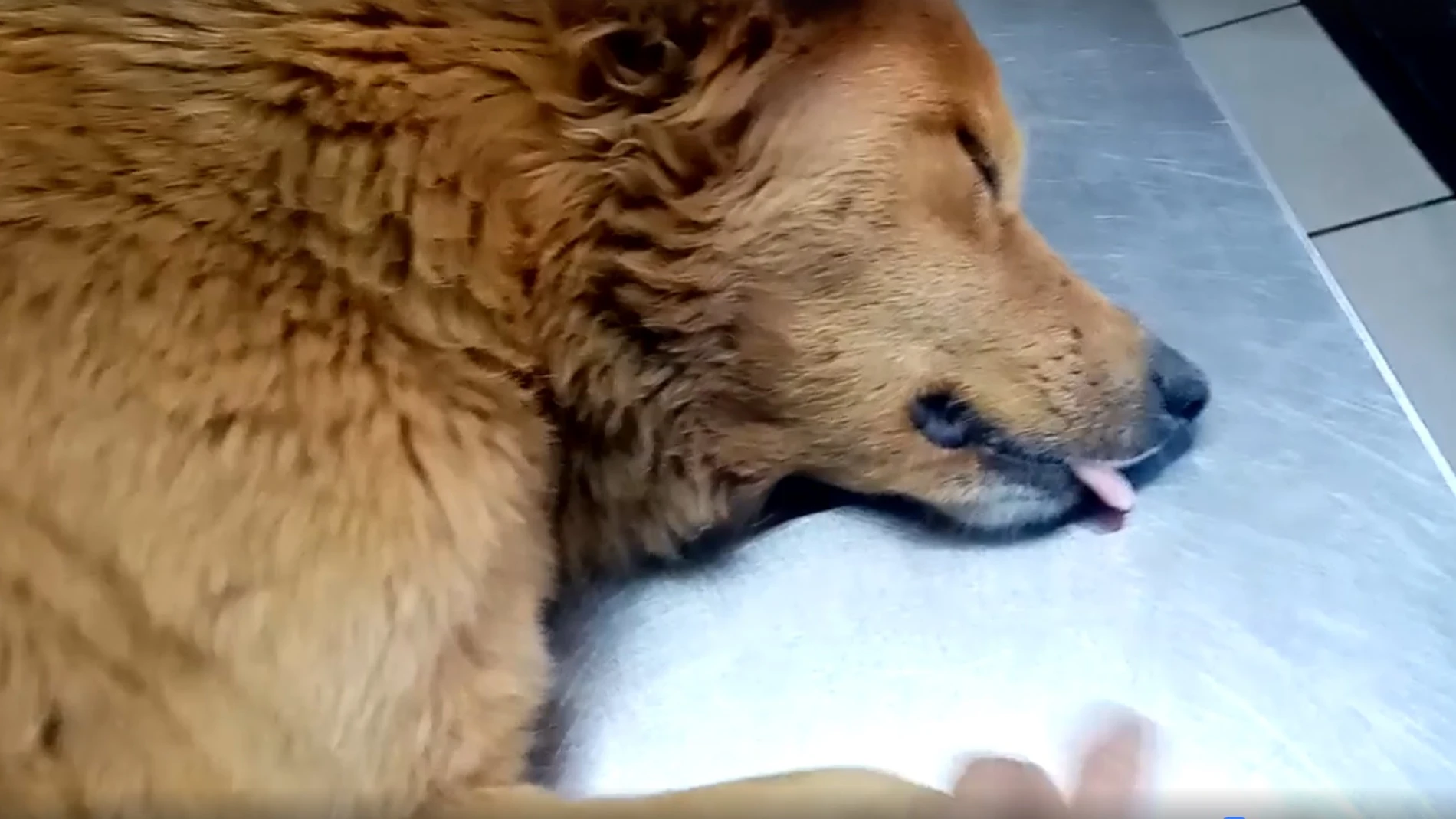La perra en el veterinario La perra en el veterinario