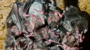 Los murcielagos evitan el contacto con otros ante las enfermedades Los murcielagos evitan el contacto con otros ante las enfermedades