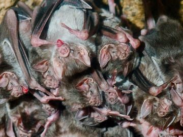 Los murcielagos evitan el contacto con otros ante las enfermedades