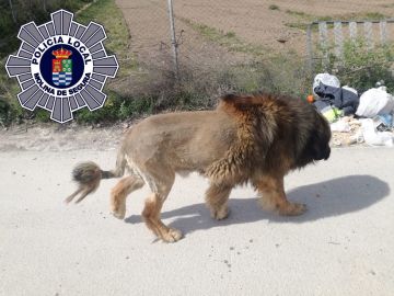 Perro que parece un león en Murcia