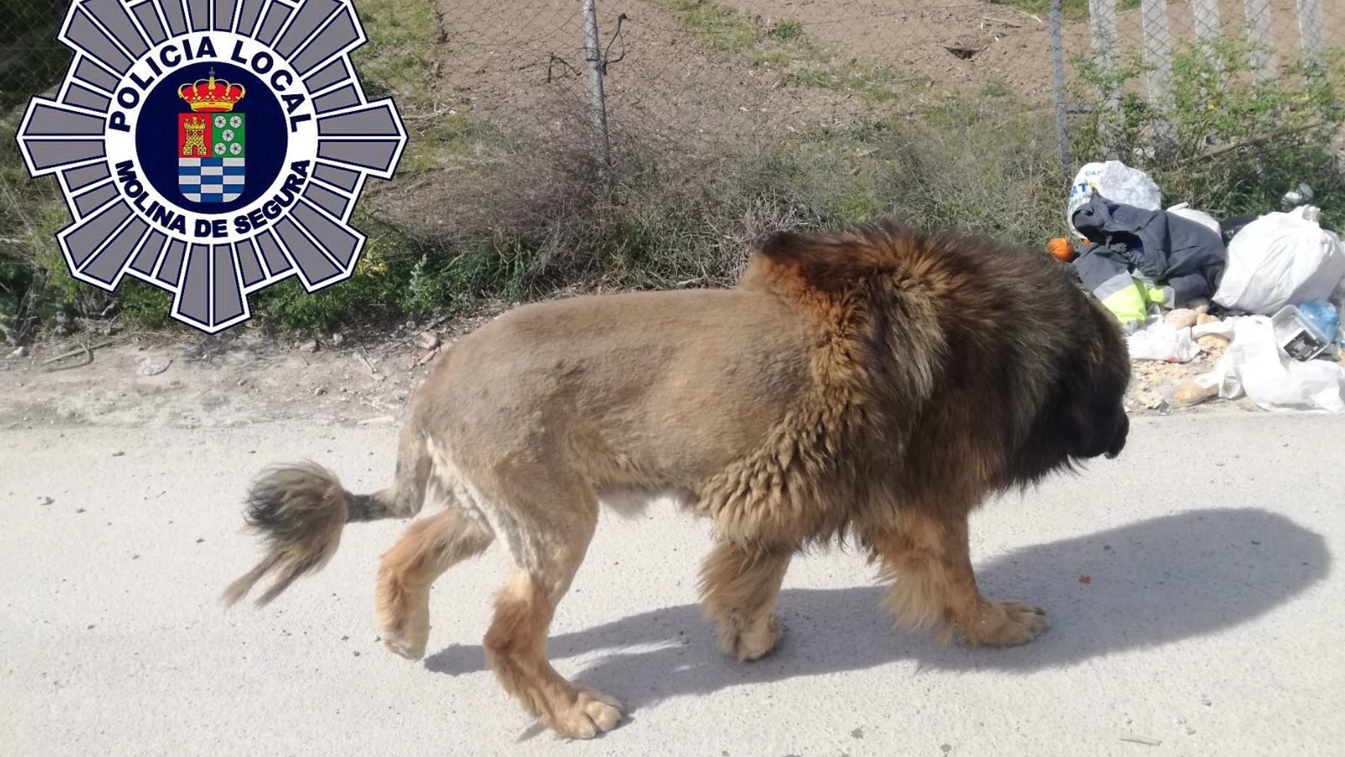 Perro que parece un león en Murcia Perro que parece un león en Murcia