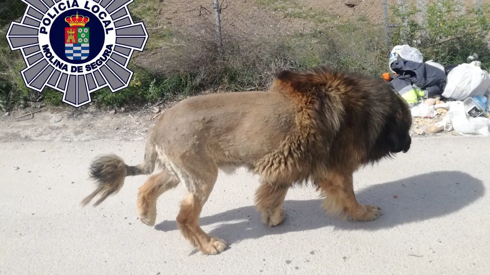 Perro que parece un le&oacute;n en Murcia
